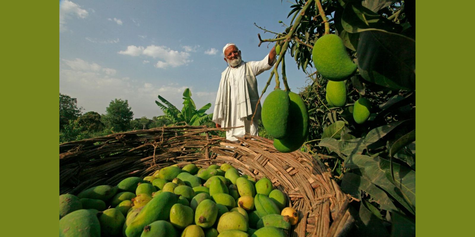 લખનઉના 'મેંગો મેન'