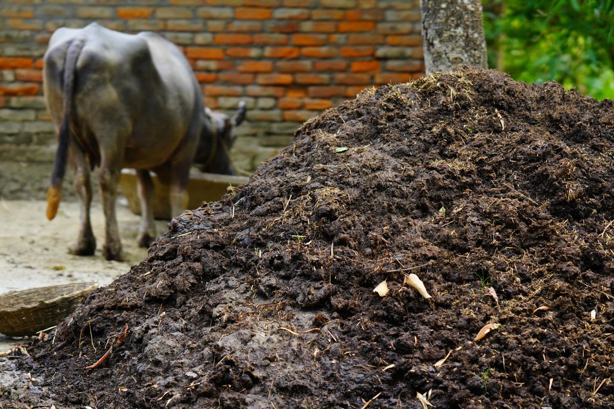 cow dung